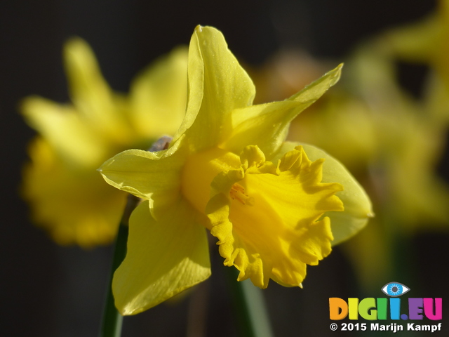 FZ012371 Daffodil in back garden